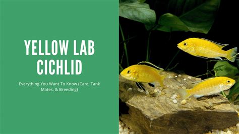 yellow lab fish|The Complete Care Guide for Yellow Lab Cichlids .